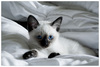 Nice Kitty Waiting in Bed...