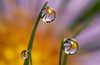 a drops of love