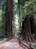 Hiking trip to Redwoods