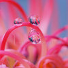 Drops of happiness~♥  