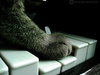 paws to hear the music