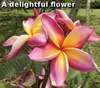 A delightful flower