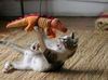 kitty attack #1