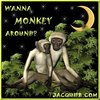 Wanna monkey around?