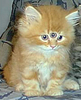 three-eyed kitten