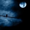 Under the full moon........