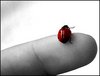 A Ladybug for Your Page:)