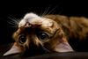 I declare a staring contest!