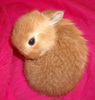 Roundest bunny ever!