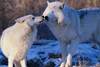 kisses