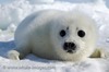 white seal, aww