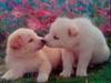 swet kiss for my pet