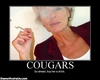 your a cougar