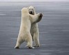 Polar Bear Waltz
