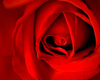 A Red Rose