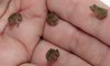 &quot;froglets&quot;
