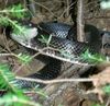 Rat Snake