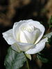 a White Rose