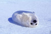 A baby seal!