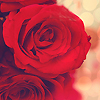 Valentine Roses ♥  
