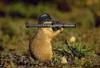 Gopher With A Granade Launcher