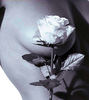 A rose for U...