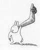 Boomerang Bunny