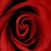 red rose