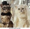 the purrfect wedding