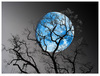 A BLESSED BLUE MOON