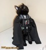 Darth Kitty