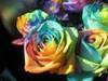 rainbow roses