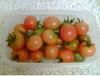 Organic Tomatoes! 