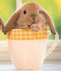 A Cup o' Bunny
