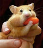 Hamster wit big snack