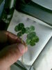 4 leaved clovers for good luck