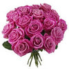 20 Pink French Roses