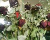11 dead roses and one fake one 