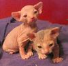 I bought you hairless kittens!