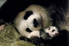 A panda bear cuddle