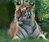 Siberian Tiger~mauler