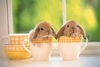 Teacup-sized Bunnies