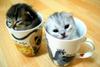 Teacup-sized Kittens