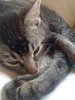 Catnap