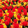 Field of yellow &amp; red Tulips