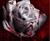 a blood rose