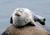 happy seal