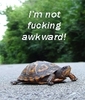 turtles arent that awkward...