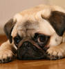 Pug puppy