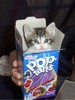 Poptart kitty